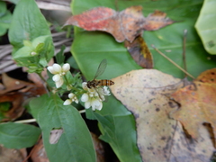 Episyrphus