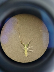 Rytidosperma unarede