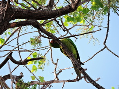 Psittacara holochlorus