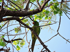 Psittacara holochlorus