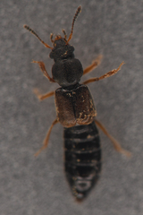 Bledius