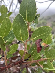 Arctostaphylos insularis