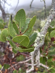 Arctostaphylos insularis