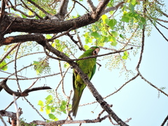 Psittacara holochlorus