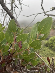 Arctostaphylos insularis