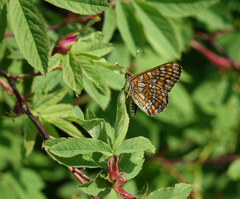 Euphydryas maturna