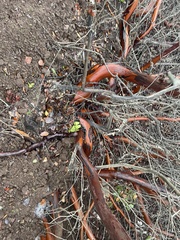 Arctostaphylos insularis