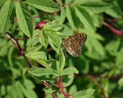 Euphydryas maturna