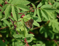 Euphydryas maturna