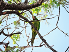 Psittacara holochlorus