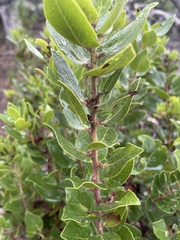 Arctostaphylos viridissima