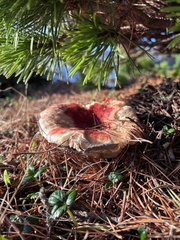 Russula rhodocephala