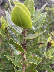 Arctostaphylos viridissima