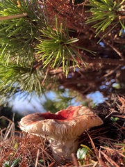 Russula rhodocephala