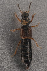 Bledius