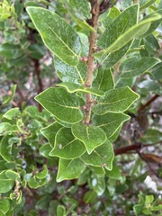 Arctostaphylos viridissima