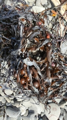 Carpophyllum flexuosum