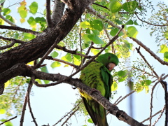 Psittacara holochlorus