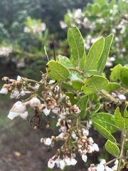Arctostaphylos insularis