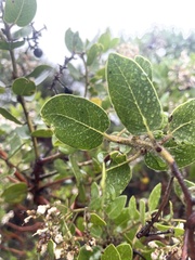 Arctostaphylos insularis