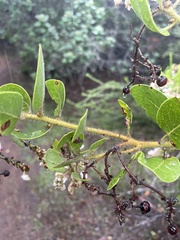 Arctostaphylos insularis