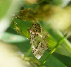 Chrysolarentia subrectaria