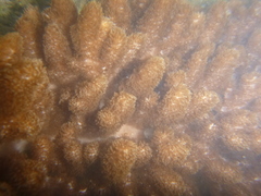 Cladiella