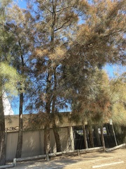 Casuarina cunninghamiana