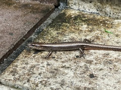 Scincella formosensis