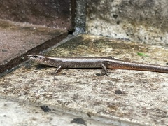 Scincella formosensis