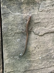 Scincella formosensis