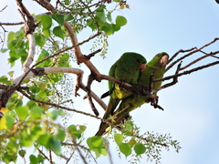 Psittacara holochlorus