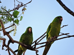 Psittacara holochlorus