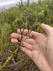 Baccharis plummerae