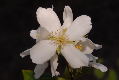 Philadelphus lewisii