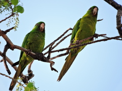 Psittacara holochlorus