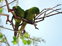 Psittacara holochlorus