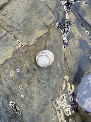 Austrocochlea constricta