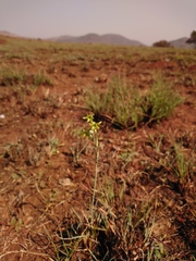 Dipcadi ciliare
