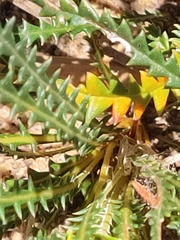 Banksia dallanneyi