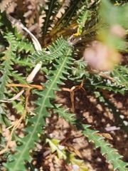 Banksia dallanneyi