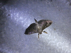 Spilomelinae