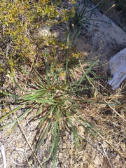 Banksia dallanneyi