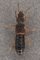 Bledius
