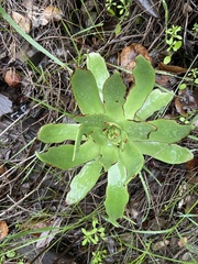 Dudleya