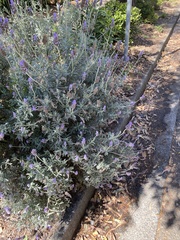 Lavandula