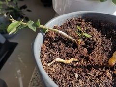 Dendrobium officinale