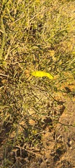 Parkinsonia florida
