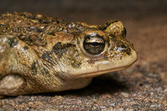 Anaxyrus boreas halophilus