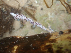 Baseodiscus hemprichii